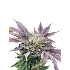 Auto Muffin genetics, Фасовка: 3+1